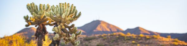 Arizona, USA, wild nature Wallpaper 1590x400