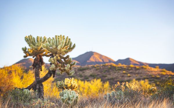 Arizona, USA, wild nature Wallpaper 2560x1600