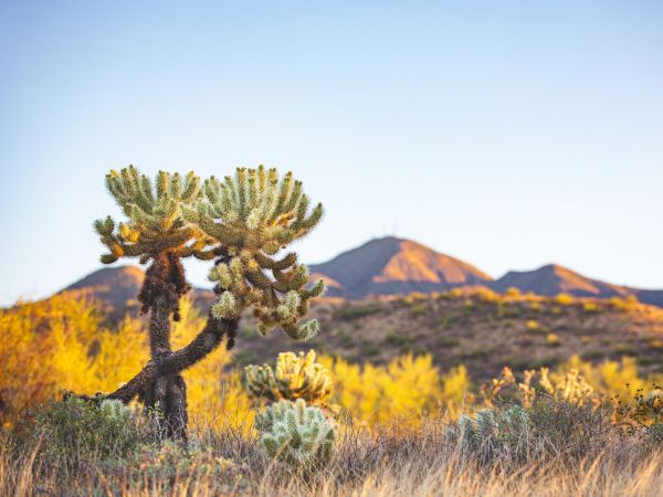 Arizona, USA, wild nature Wallpaper 800x600