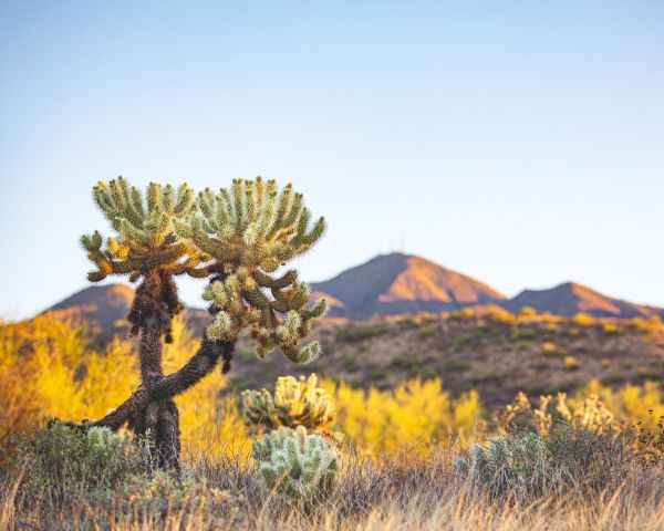 Arizona, USA, wild nature Wallpaper 1280x1024