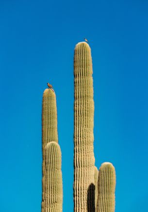Обои 1668x2388 Скоттсдейл, Аризона, США, кактус