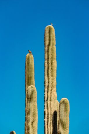 Scottsdale, Arizona, USA, cactus Wallpaper 3563x5344