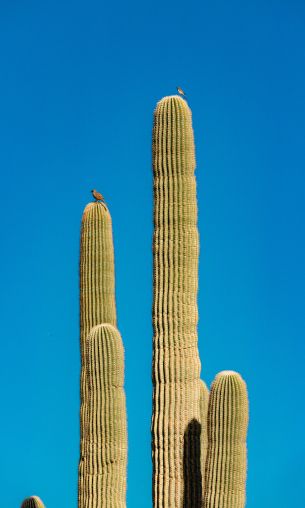 Scottsdale, Arizona, USA, cactus Wallpaper 1200x2000