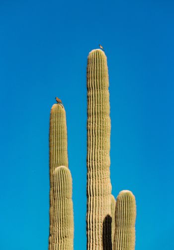 Scottsdale, Arizona, USA, cactus Wallpaper 1640x2360