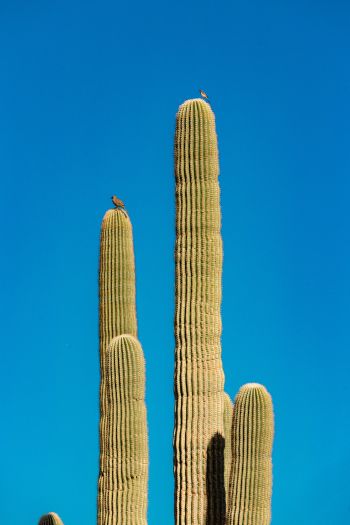 Обои 640x960 Скоттсдейл, Аризона, США, кактус