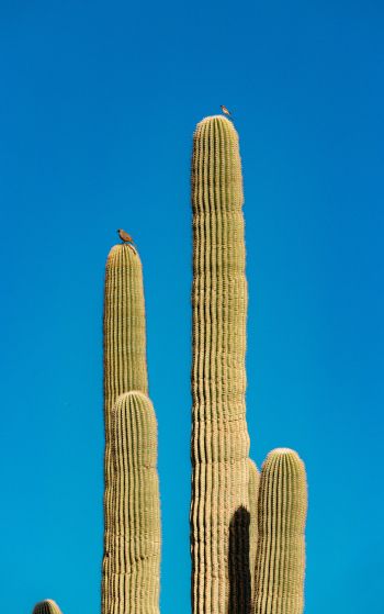 Scottsdale, Arizona, USA, cactus Wallpaper 1752x2800