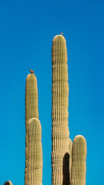 Обои 640x1136 Скоттсдейл, Аризона, США, кактус