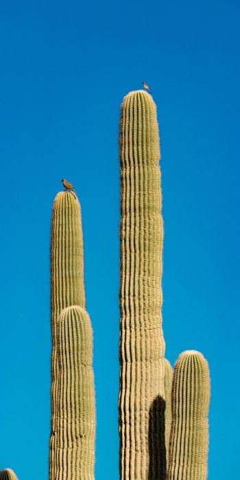 Scottsdale, Arizona, USA, cactus Wallpaper 720x1440