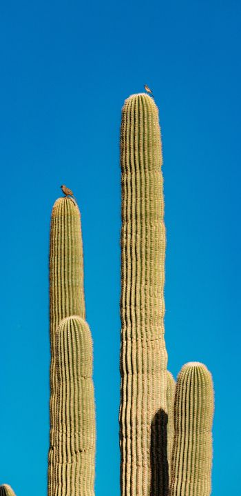 Обои 1440x2960 Скоттсдейл, Аризона, США, кактус