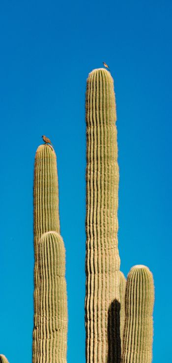 Scottsdale, Arizona, USA, cactus Wallpaper 1080x2280