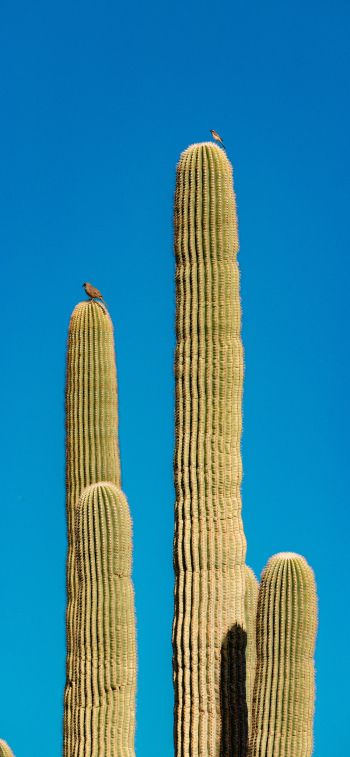 Scottsdale, Arizona, USA, cactus Wallpaper 1284x2778