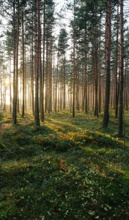 Cape Flotsky, Leningrad region, Russia Wallpaper 600x1024