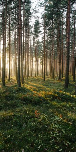 Cape Flotsky, Leningrad region, Russia Wallpaper 720x1440