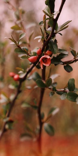 bush, wild rose Wallpaper 720x1440