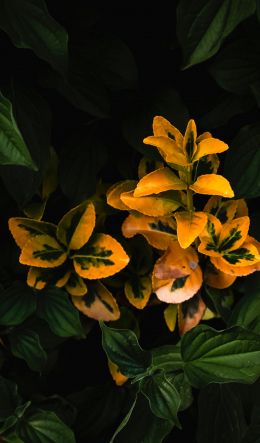 plant, bloom Wallpaper 600x1024