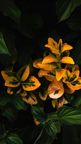 Обои 640x1136 растение, цвести