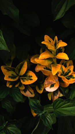 plant, bloom Wallpaper 750x1334