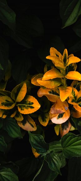 plant, bloom Wallpaper 1440x3200