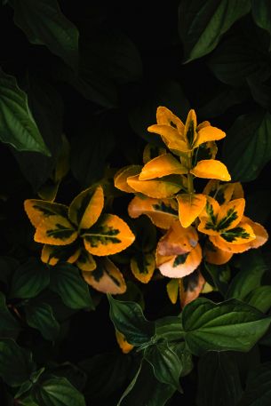plant, bloom Wallpaper 640x960