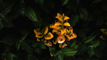 plant, bloom Wallpaper 1366x768