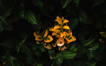 plant, bloom Wallpaper 2560x1600