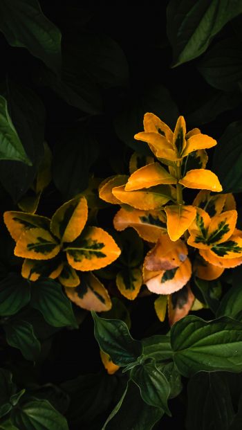 plant, bloom Wallpaper 640x1136