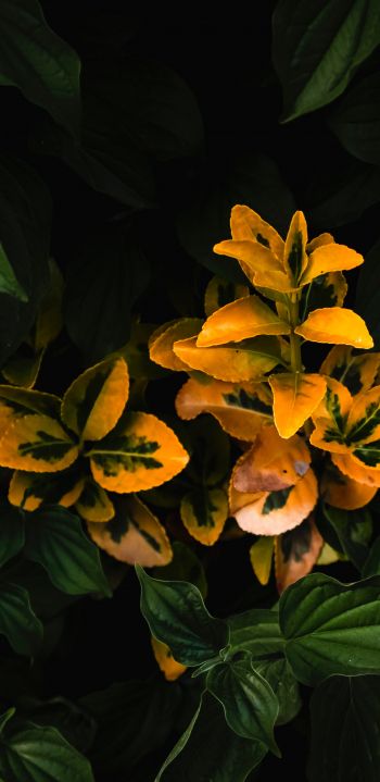 plant, bloom Wallpaper 1080x2220