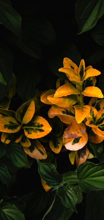 plant, bloom Wallpaper 1080x2280