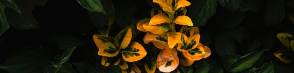 plant, bloom Wallpaper 1590x400