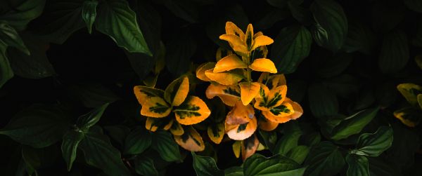 plant, bloom Wallpaper 3440x1440