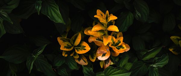 plant, bloom Wallpaper 2560x1080