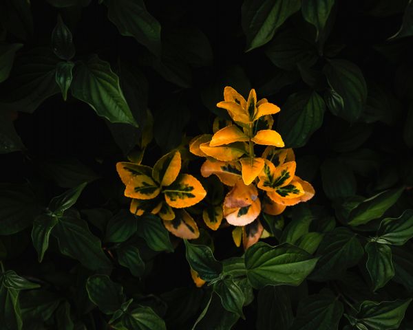 plant, bloom Wallpaper 1280x1024