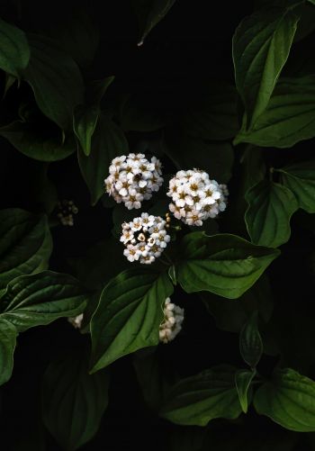 Обои 1668x2388 растение, цветы