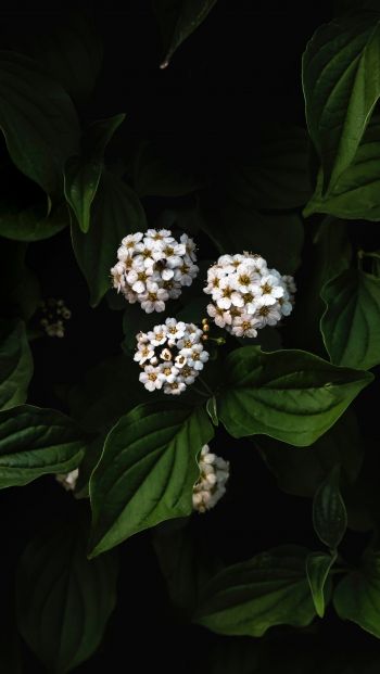 Обои 640x1136 растение, цветы