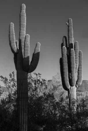Scottsdale, Arizona, USA, two cacti Wallpaper 3646x5469