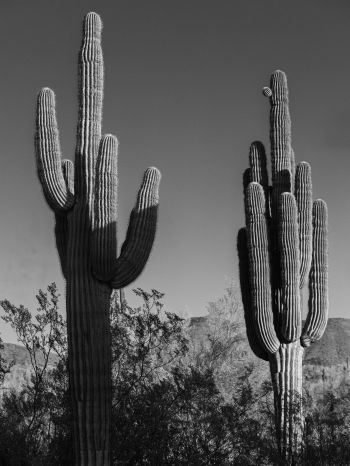 Scottsdale, Arizona, USA, two cacti Wallpaper 1620x2160