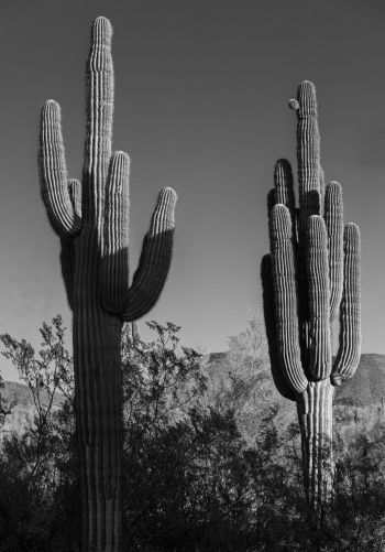 Scottsdale, Arizona, USA, two cacti Wallpaper 1668x2388