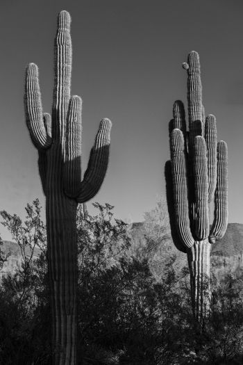 Обои 640x960 Скоттсдейл, Аризона, США, два кактуса