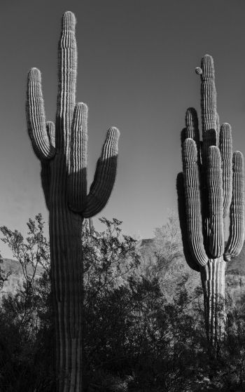 Scottsdale, Arizona, USA, two cacti Wallpaper 1752x2800