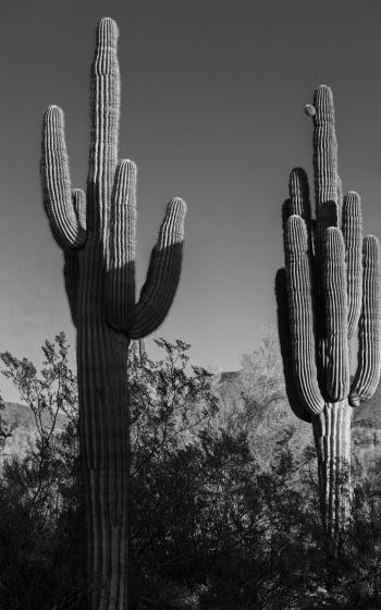 Обои 1600x2560 Скоттсдейл, Аризона, США, два кактуса