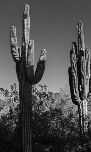 Scottsdale, Arizona, USA, two cacti Wallpaper 1200x2000