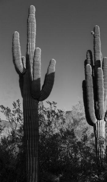 Обои 600x1024 Скоттсдейл, Аризона, США, два кактуса
