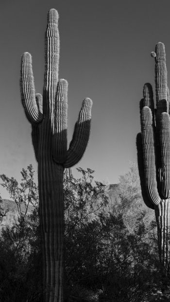 Обои 640x1136 Скоттсдейл, Аризона, США, два кактуса
