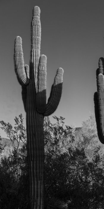 Обои 720x1440 Скоттсдейл, Аризона, США, два кактуса