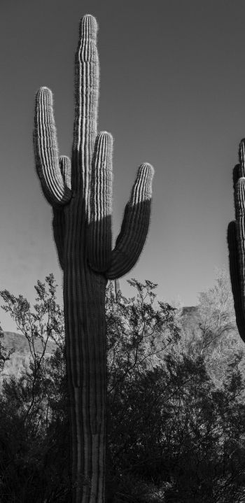 Обои 1440x2960 Скоттсдейл, Аризона, США, два кактуса