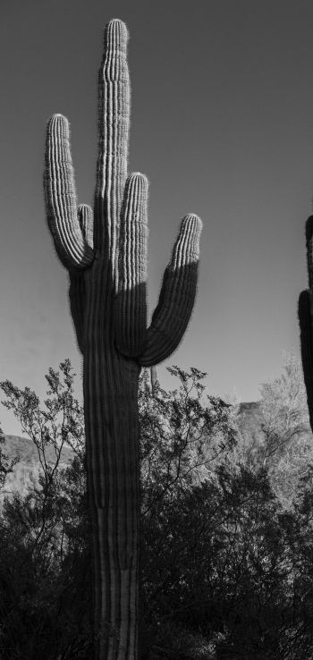 Обои 720x1520 Скоттсдейл, Аризона, США, два кактуса