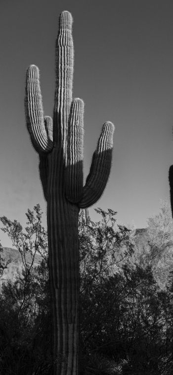 Scottsdale, Arizona, USA, two cacti Wallpaper 1125x2436