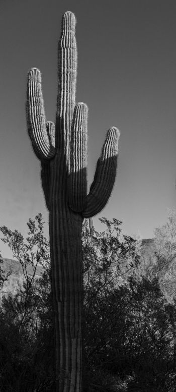 Обои 720x1600 Скоттсдейл, Аризона, США, два кактуса