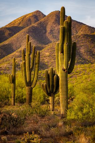 Scottsdale, Arizona, USA, cacti by the mountains Wallpaper 3531x5296