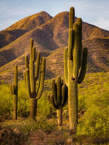 Scottsdale, Arizona, USA, cacti by the mountains Wallpaper 1620x2160